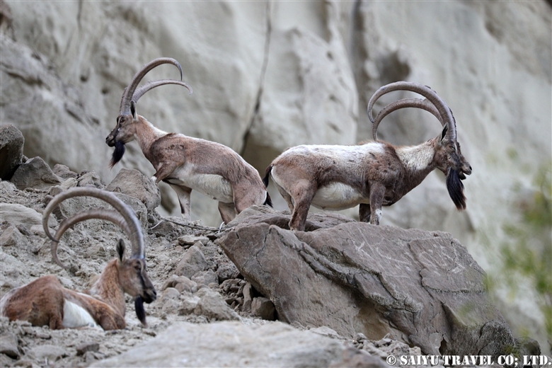 Sindh Ibex – Hingol National Park